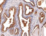 RAB3d Antibody in Immunohistochemistry (Paraffin) (IHC (P))