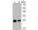 RAB3d Antibody in Western Blot (WB)