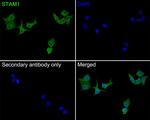 STAM Antibody in Immunocytochemistry (ICC/IF)