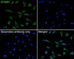 STAM Antibody in Immunocytochemistry (ICC/IF)