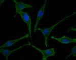 IL-7 Antibody in Immunocytochemistry (ICC/IF)