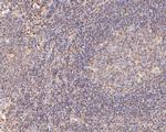 IL-7 Antibody in Immunohistochemistry (Paraffin) (IHC (P))