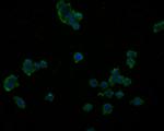 IL-32 Antibody in Immunocytochemistry (ICC/IF)