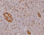 IL-32 Antibody in Immunohistochemistry (Paraffin) (IHC (P))