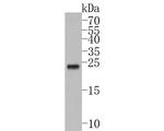 IL-32 Antibody in Western Blot (WB)