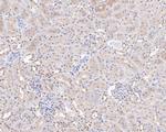 TAF1 Antibody in Immunohistochemistry (Paraffin) (IHC (P))