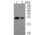 TAF1 Antibody in Western Blot (WB)