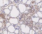 WNT3A Antibody in Immunohistochemistry (Paraffin) (IHC (P))