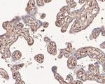 WNT3A Antibody in Immunohistochemistry (Paraffin) (IHC (P))