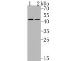 WNT3A Antibody in Western Blot (WB)