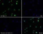 Collagen IV Antibody in Immunocytochemistry (ICC/IF)