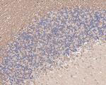 NDE1 Antibody in Immunohistochemistry (Paraffin) (IHC (P))