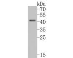 NDE1 Antibody in Western Blot (WB)