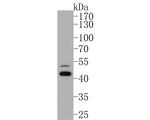 CATSPER4 Antibody in Western Blot (WB)