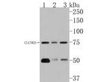 CLCNKB Antibody in Western Blot (WB)