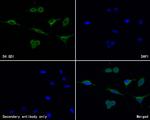 D4-GDI Antibody in Immunocytochemistry (ICC/IF)