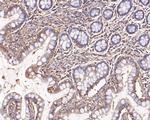 Presenilin 1 Antibody in Immunohistochemistry (Paraffin) (IHC (P))