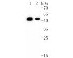 Presenilin 1 Antibody in Western Blot (WB)