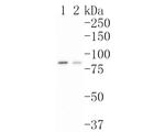 SKI Antibody in Western Blot (WB)