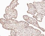 STRAP Antibody in Immunohistochemistry (Paraffin) (IHC (P))