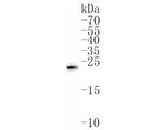 GREM2 Antibody in Western Blot (WB)