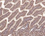 SNW1 Antibody in Immunohistochemistry (Paraffin) (IHC (P))