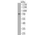 SNW1 Antibody in Western Blot (WB)