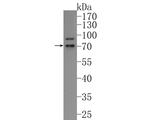 SNW1 Antibody in Western Blot (WB)