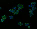 UBE2D3 Antibody in Immunocytochemistry (ICC/IF)