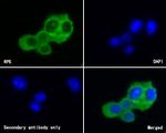 Ribulose-phosphate 3-epimerase Antibody in Immunocytochemistry (ICC/IF)