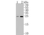 Ribulose-phosphate 3-epimerase Antibody in Western Blot (WB)