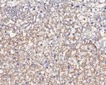 Endothelin 3 Antibody in Immunohistochemistry (Paraffin) (IHC (P))