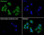 PSMD10 Antibody in Immunocytochemistry (ICC/IF)