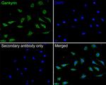 PSMD10 Antibody in Immunocytochemistry (ICC/IF)