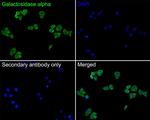 alpha Galactosidase Antibody in Immunocytochemistry (ICC/IF)