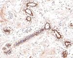 alpha Galactosidase Antibody in Immunohistochemistry (Paraffin) (IHC (P))