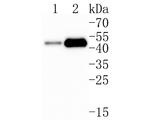 alpha Galactosidase Antibody in Western Blot (WB)