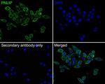 PNLIP Antibody in Immunocytochemistry (ICC/IF)