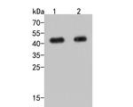 TMEM119 Antibody in Western Blot (WB)