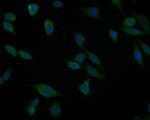 Activin A Antibody in Immunocytochemistry (ICC/IF)