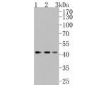 Activin A Antibody in Western Blot (WB)