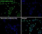 INHA Antibody in Immunocytochemistry (ICC/IF)