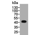 INHA Antibody in Western Blot (WB)