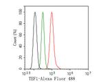 TEF1 Antibody in Flow Cytometry (Flow)