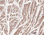 TEF1 Antibody in Immunohistochemistry (Paraffin) (IHC (P))