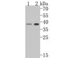 SLC25A37 Antibody in Western Blot (WB)