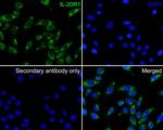 IL20RA Antibody in Immunocytochemistry (ICC/IF)