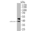 GABRA2 Antibody in Western Blot (WB)