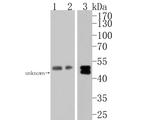 GABRA2 Antibody in Western Blot (WB)