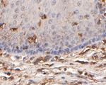 GAB2 Antibody in Immunohistochemistry (Paraffin) (IHC (P))